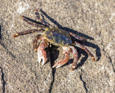 Striped (Lined) Shore Crab - Pachygrapsus crassipes. clipart