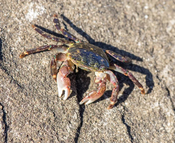 Randig (fodrad) Shore Crab - Pachygrapsus crassipes. — Stockfoto