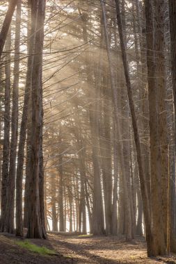 Yapraklara Cypress Grove.