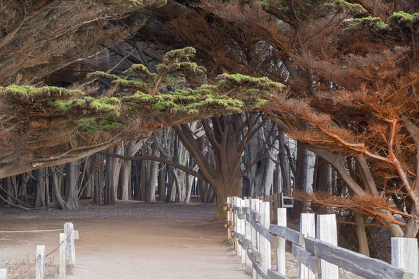 Pathway to the Cypress Grove. — Stock Photo, Image