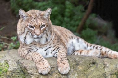 Kayanın üzerinde dinlenme ve poz vaşak (Lynx rufus californicus).