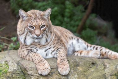 Bobcat (Lynx rufus californicus) resting on a rock and posing. clipart