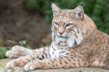 Kayanın üzerinde dinlenme ve poz vaşak (Lynx rufus californicus).