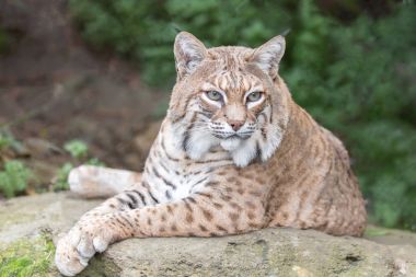 Bobcat (Lynx rufus californicus) resting on a rock and posing. clipart