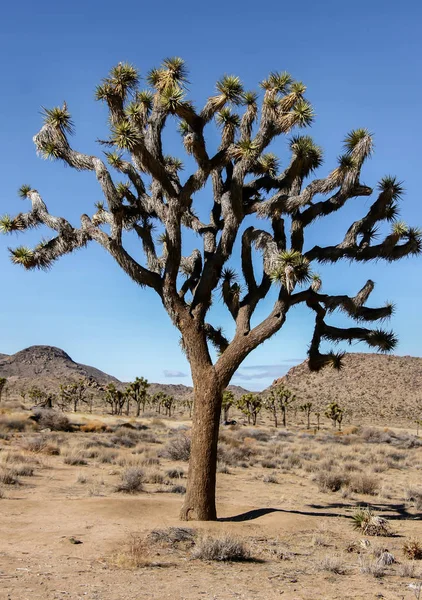 Árvore de Joshua - Yucca brevifolia . — Fotografia de Stock