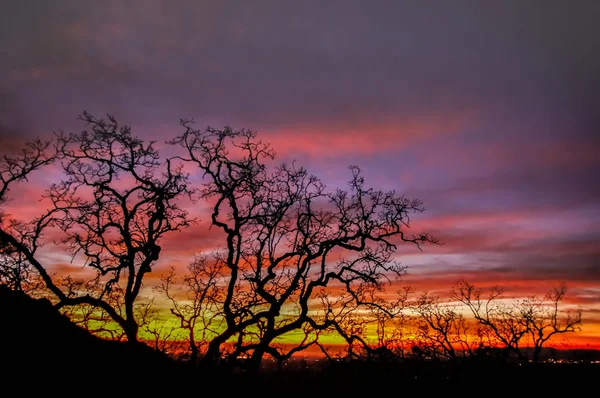 Silueta de árbol de cielo de fuego . — Foto de Stock