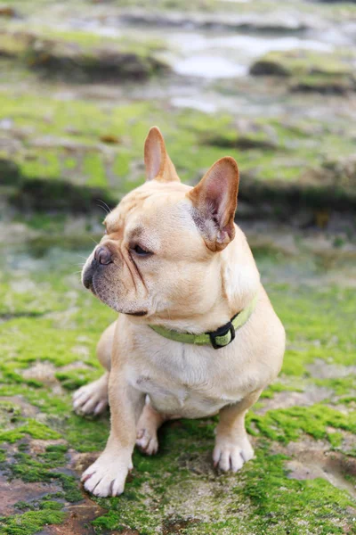 Fransk Bulldog sitter i klippiga kusten täckt med alger. — Stockfoto