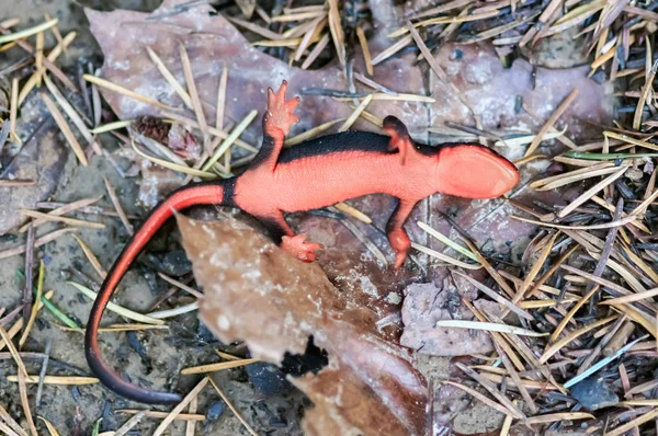 Red-bellied Newt (Taricha rivularis) playing dead. — Stock Photo, Image