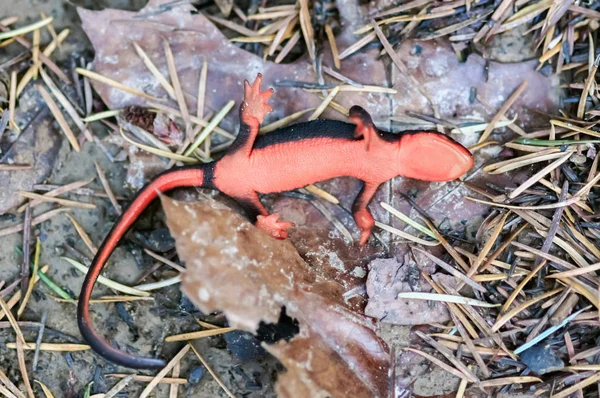 Red-hasú gőte (Taricha rivularis) játék halott. — Stock Fotó