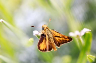 Ateşli Kaptan (Hylephila phyleus) erkek üzerinde lavanta.
