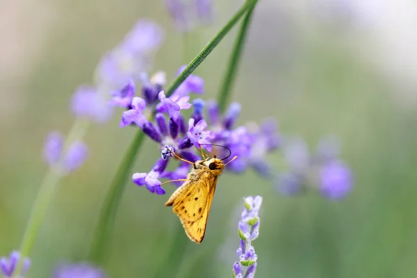 Tüzes Skipper (Hylephila phyleus) férfi a levendula. — Stock Fotó