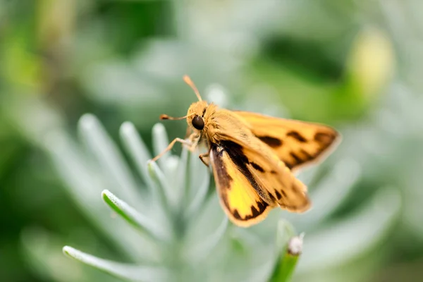 Tüzes Skipper (Hylephila phyleus) férfi a levendula. — Stock Fotó