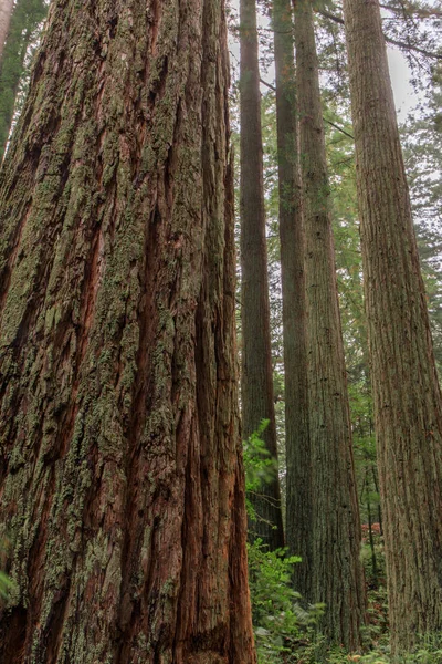 Kıyı Redwood Grove — Stok fotoğraf