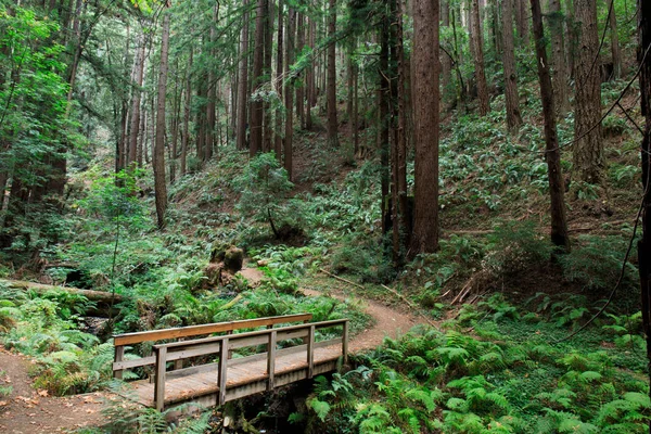 Γέφυρα στο δάσος Redwood — Φωτογραφία Αρχείου