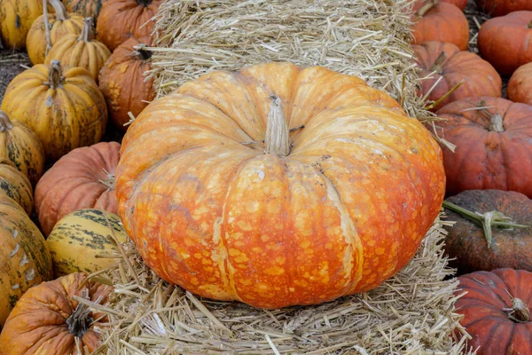 Aschenputtel-Kürbis steht zum Verkauf. — Stockfoto