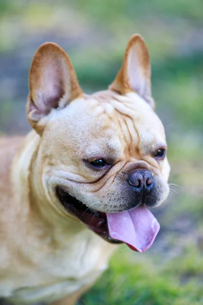 Jeune Bouledogue Français Crème Homme Headshot . — Photo