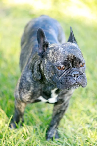 Francês Bulldog Brindle Retrato Masculino . — Fotografia de Stock