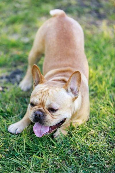 Crema de macho Bulldog francés en postura lúdica — Foto de Stock
