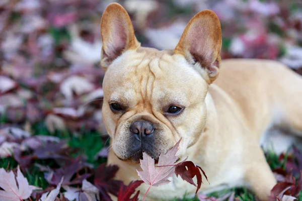 Fransk Bulldog i bladverk i norra Kalifornien — Stockfoto