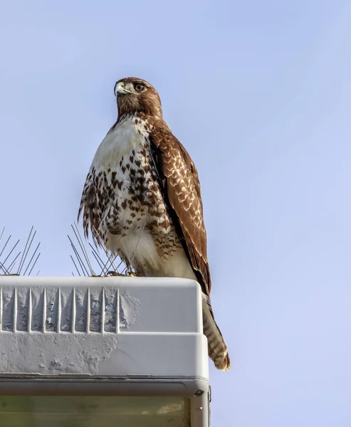 Krogulec czarnołbisty (Accipiter cooperii) wznosi się w pobliżu kolce ptak. — Zdjęcie stockowe