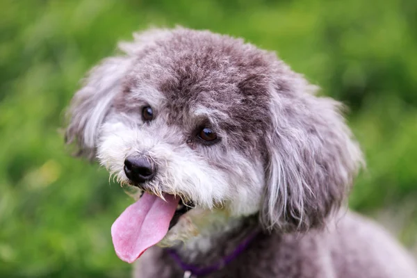 Schnoodle head shot — Stock Photo, Image