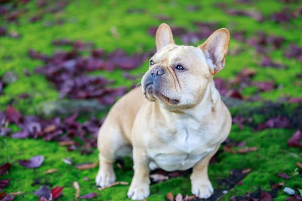 Fransk Bulldog Med Lila Storbladig Plommon Löv Och Mossa Frenchie — Stockfoto
