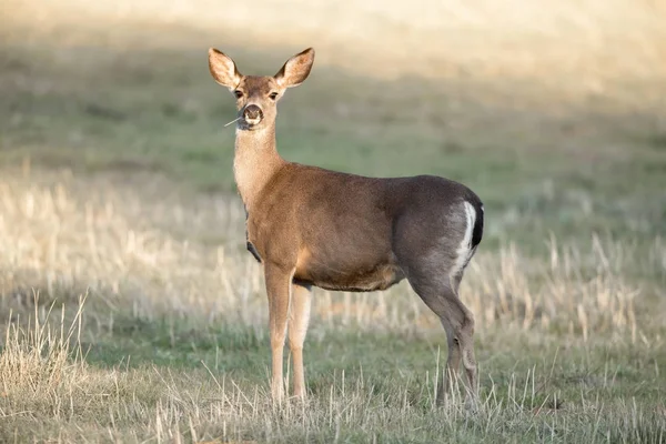 Försiktiga Svart Tailed Rådjur Avbröt Äta Santa Clara County Kalifornien — Stockfoto