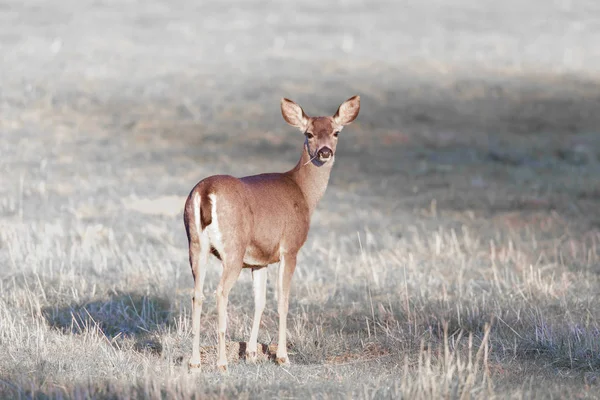 Försiktiga Svart Tailed Rådjur Ser Tillbaka Santa Clara County Kalifornien — Stockfoto