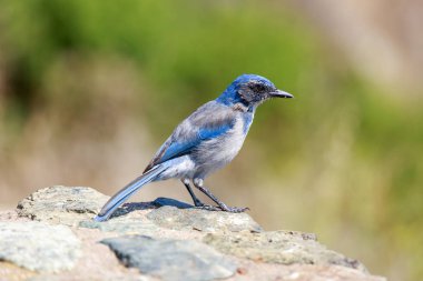 California Maki-Jay (Aphelocoma californica) Yetişkin bir kaya üzerinde tünemiş. Big Sur, Monterey County, Kaliforniya, ABD.