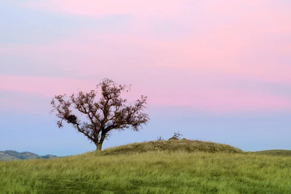 Lone Oak Tree Sunset. Sierra Vista Open Space Preserve, Santa Clara County, California, USA.