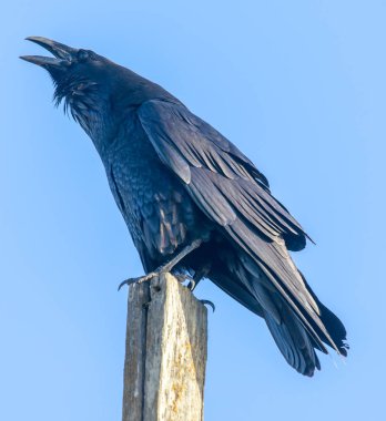 Bir direğe tünemiş ve croaking ortak karga (Corvus corax). Noktası Bonita, Marin County, Kaliforniya, ABD.