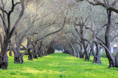 Olive Grove huzur. San Francisco - bebek Carmel Karmelit Manastırı İsa. Santa Clara, Santa Clara County, Kaliforniya, ABD.