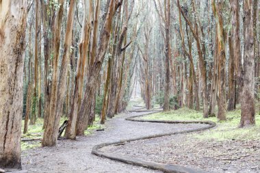 Okaliptüs Grove ahşap hatta yağmurlu bir günde. Presidio, San Francisco, Kaliforniya, ABD.