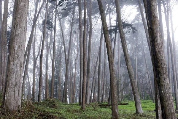 霧の中でモントレー ヒノキ林 プレシディオ サンフランシスコ カリフォルニア — ストック写真