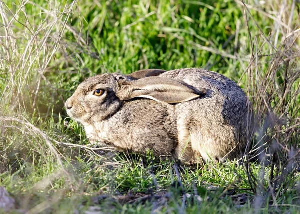 Black Tailed Jackrabbit Lepus Californicus Lying Ears Folded Hiding Alert — Stock Photo, Image