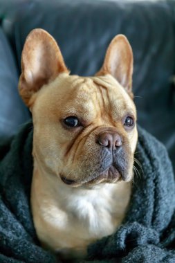 French Bulldog wrapped in blanket on a sofa. Young Male Frenchie cuddling and looking. clipart