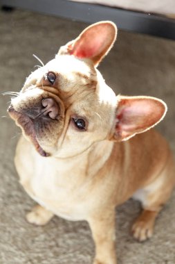 French Bulldog tilts his head to the side with care and engagement (according to science). 