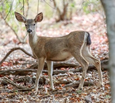 Siyah - kuyruklu geyik (Odocoileus hemionus) uyarı. Ed Levin ilçe Park, Santa Clara County, Kaliforniya, ABD.