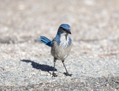 California Maki-Jay (Aphelocoma californica) Yetişkin yere tünemiş. Pinnacles Milli Parkı, San Benito County, Kaliforniya, ABD.
