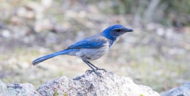 California Maki-Jay (Aphelocoma californica) Yetişkin bir kaya üzerinde tünemiş. Pinnacles Milli Parkı, San Benito County, Kaliforniya, ABD.