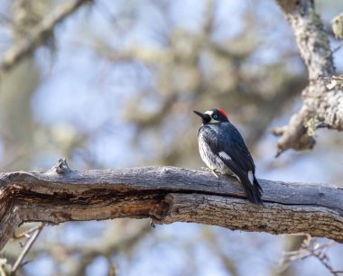 Meşe palamudu ağaçkakan (Melanerpes formicivorus) kadın ağaca tünemiş. Pinnacles Milli Parkı, San Benito County, Kaliforniya, ABD.
