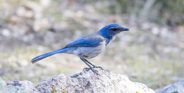 California Scrub Jay Aphelocoma Californica Adulto Posado Sobre Una Roca — Foto de Stock