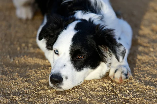 Black & White Border Collie Resting. Puppy Male Border Collie taking a break and lying down on the ground in the dog park.