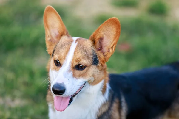 Pembroke Welsh Corgi Hunden Park Vuxna Manlig Corgi Porträtt — Stockfoto