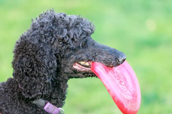 Black Standard Poodle Adulto Maschio Con Disco Volante Profilo Pooodle — Foto Stock