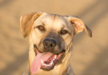 Labrador geri almak karıştırmak yetişkin erkek Headshot. Laboratuvar karıştırmak kafa Park.