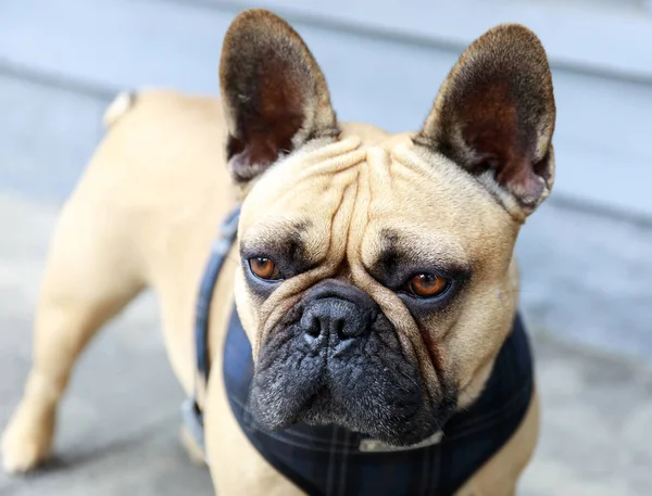 Fransk Bulldog Adult Hane Fawn Gata San Francisco Söt Frenchie — Stockfoto