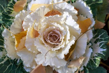 Süs lahana veya çiçekli sonbaharda çiçek açan Kale. Santa Clara County, Kaliforniya, ABD.