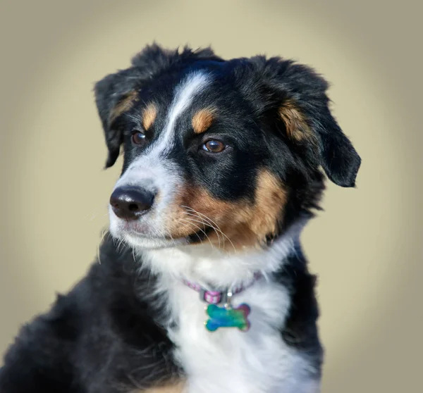 Miniaturowy Owczarek Australijski American Shepherd Szczeniak Kobiece Headshot Mini Owczarek — Zdjęcie stockowe