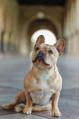 French Bulldog sitting on  the floor and looking up. Young male curious Frenchie in a building hallway. clipart